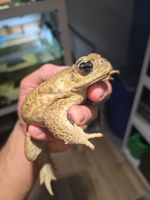 Ropucha Aga - rhinella marina