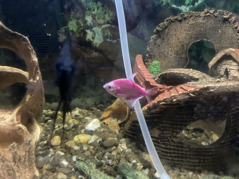 Віддам 2 скалярії і одну неон в добрі руки або обміняю на золоту рибку