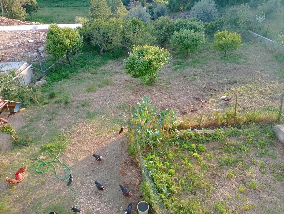 Patos de várias idades e cores