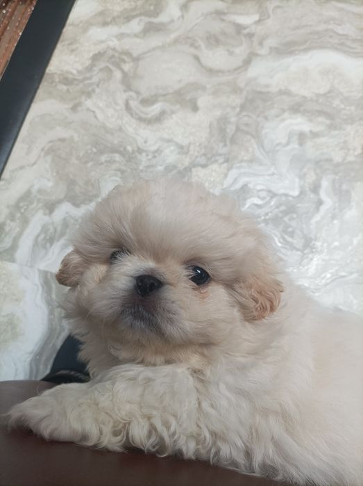 Шустрі хлопчики пекінеси.