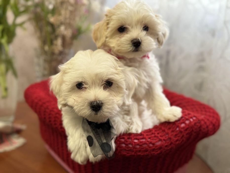 Щенки мальтипу 2 мальчика