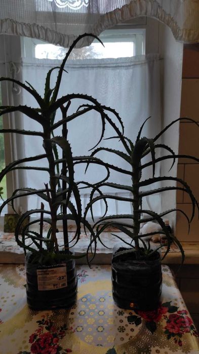 Алое деревовидне столітник