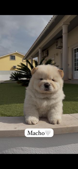 Chow chow macho..