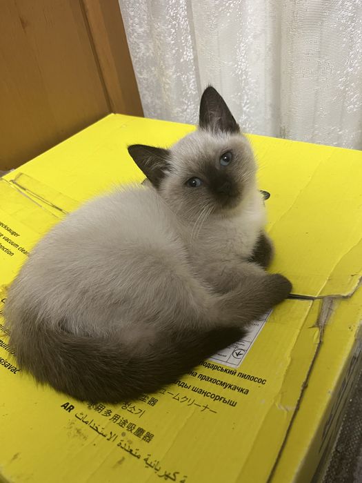 Красуня киця шукає родину