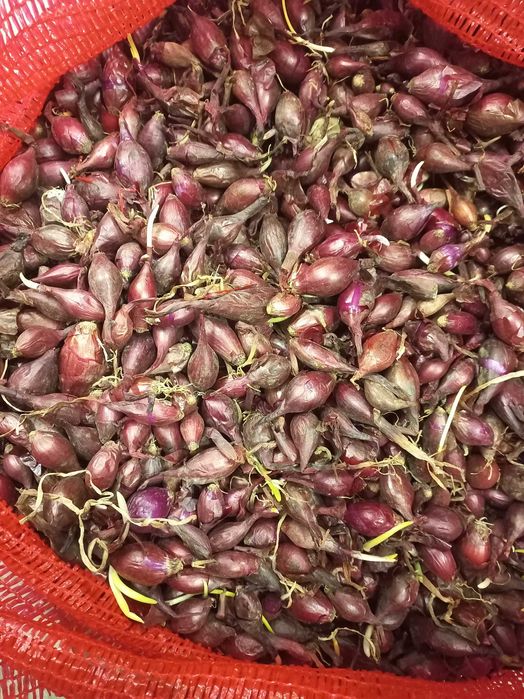 Cebula dymka Czerwona ROLEIN 8-14mm  20kg