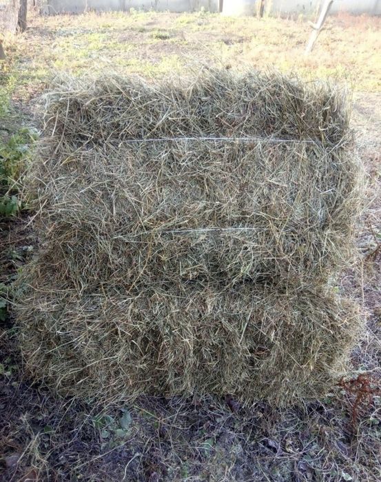 Сіно та солома ячна