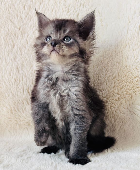 Мейн кун, девочка черный дым