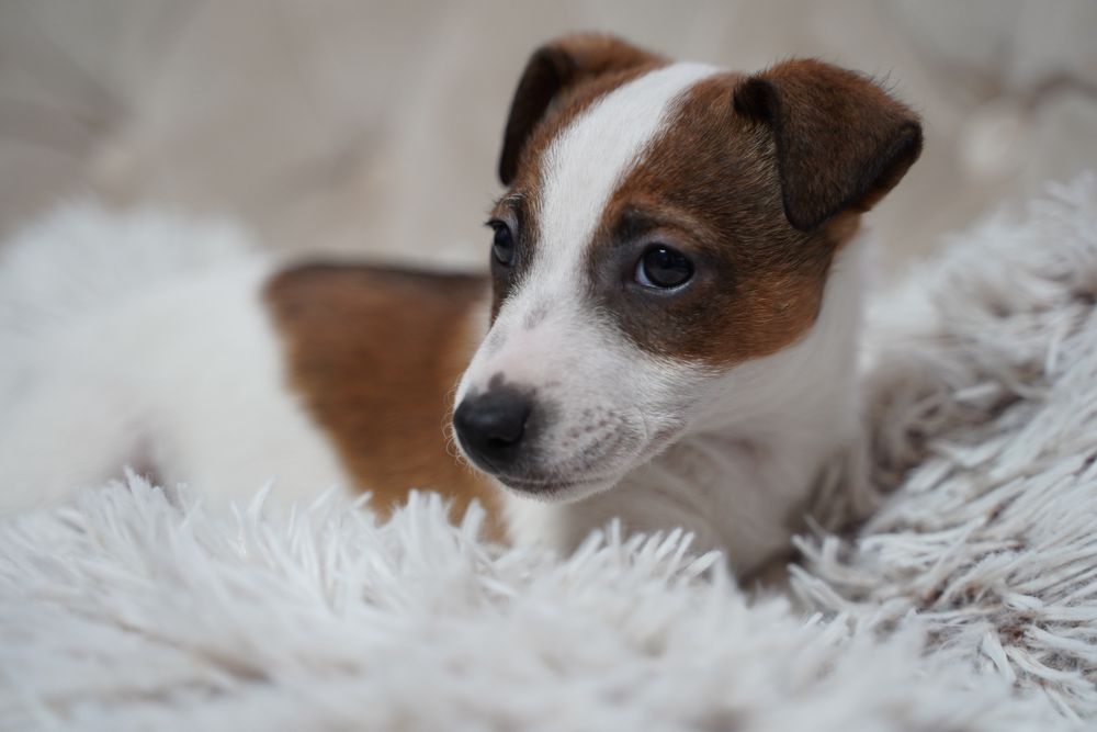 Jack Russell terrier suczka