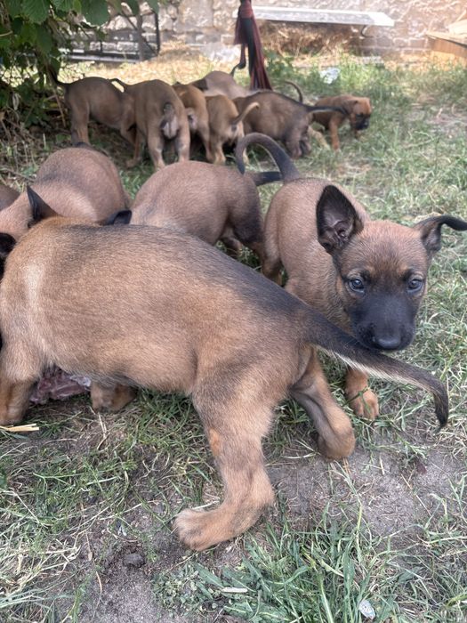 Owczarek Belgijski Malinois