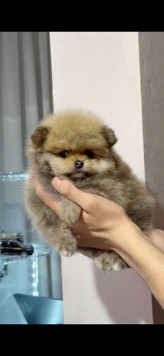 Хлопчик померанський шпіц 2 міс.