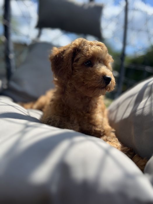 Maltipoo /pudelek/ red chłopak