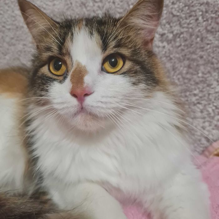 Ищем кошку, Соломенский район