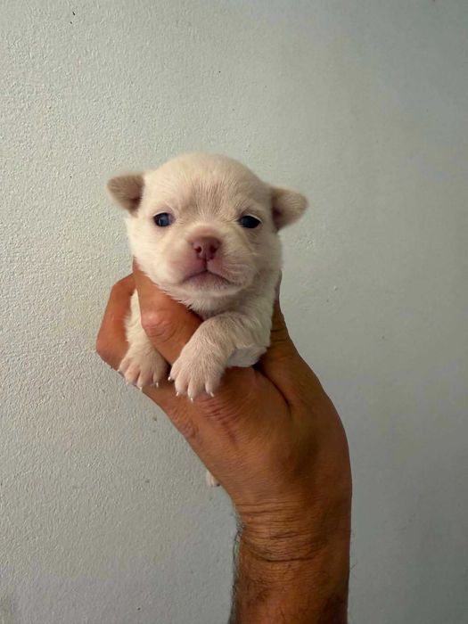 Chihuahua Suiperminiatura MACHO com LOP E AFIXO