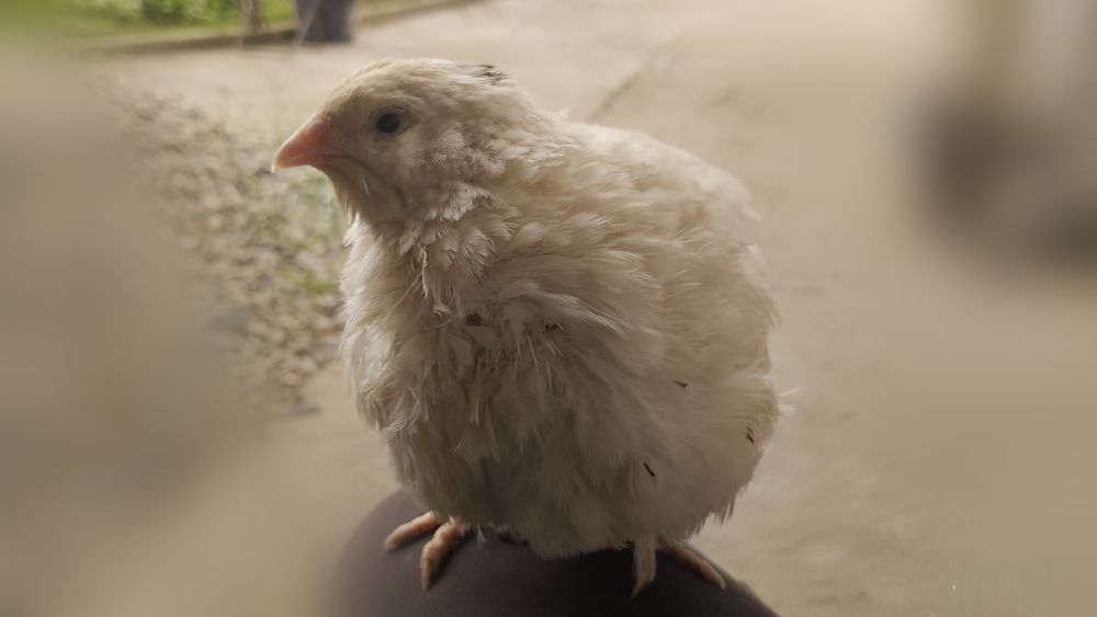 Інкубаційні яйця перепілки Техаські Білі