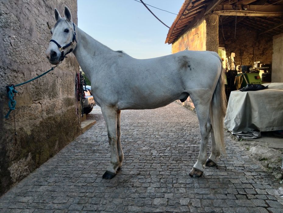 Cavalo KWPN montado e engatado
