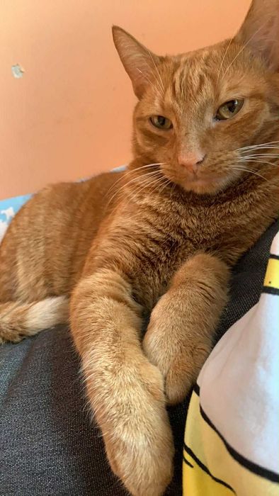 Oddam za darmo Kotka