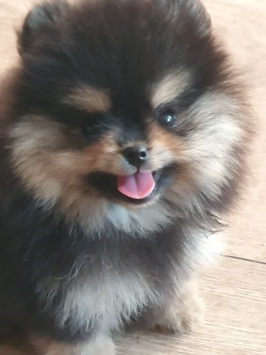 Szpic w pomeranian/Malutka sunia