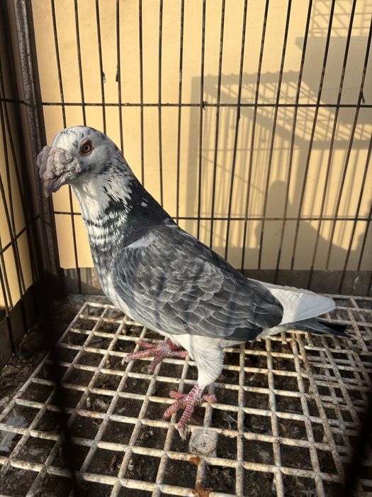 Gołębie Staropolskie - Samiec - OGŁ.6