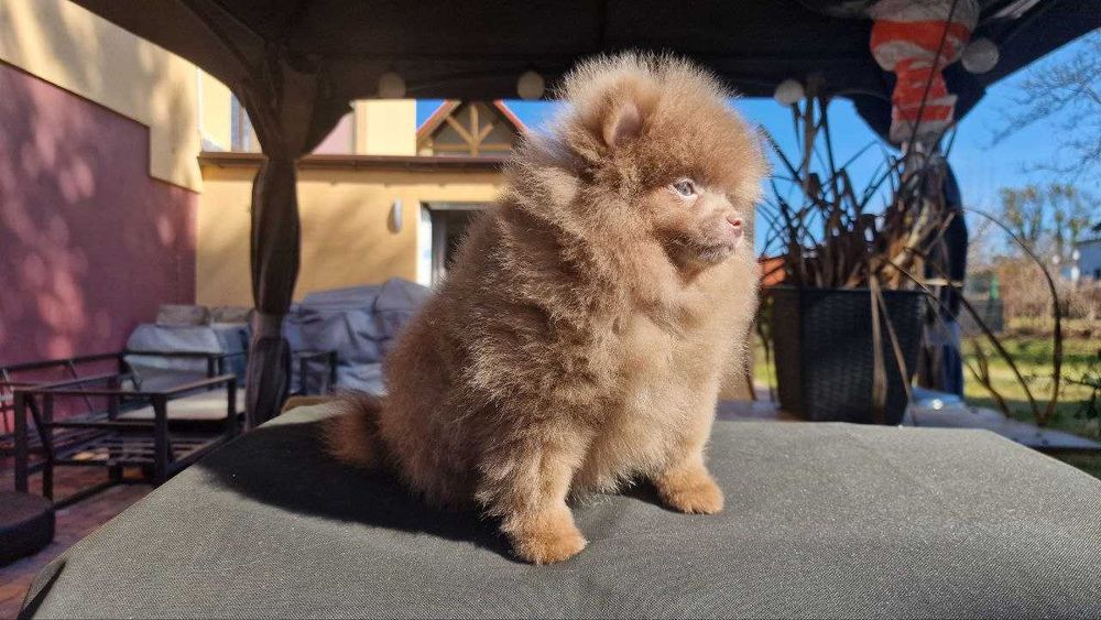 Szpic liliowy  piesek