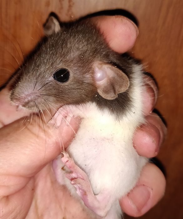 Крысята Дамбо и стандарт