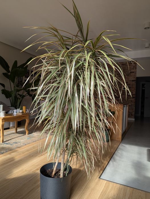 Duża, gęsta dracena, 180 cm, 3 pędy