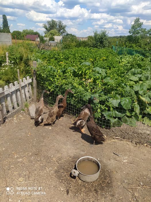 Продам качок індійський бігун