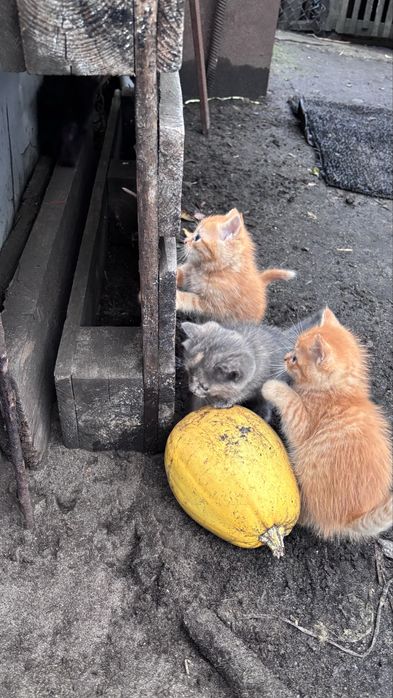 Котики в добрі руки