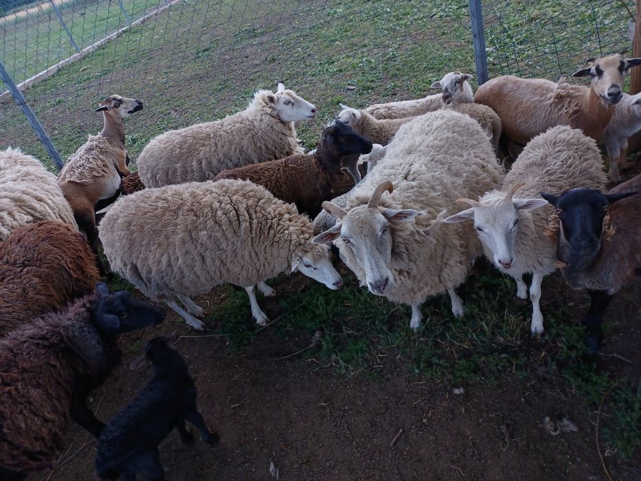 Owce barany jagnięta