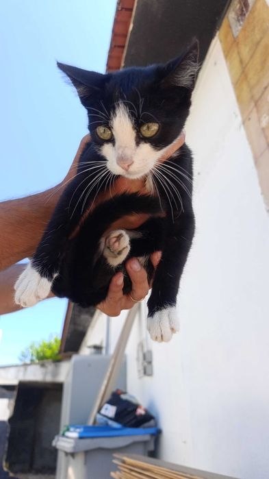Gatos para adoção