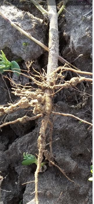 Kwiaty łubin do ogrodu donic karpy