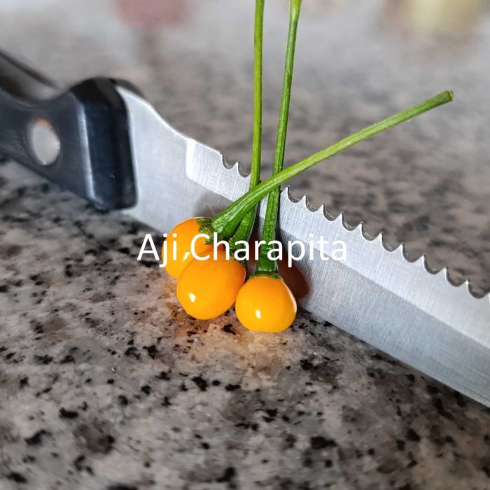 Sementes Pimentas (Colheita 2025)