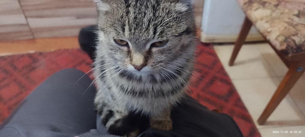 Віддам  добрі руки