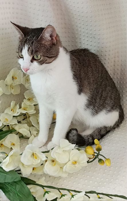 Cudowna kotka szuka domku