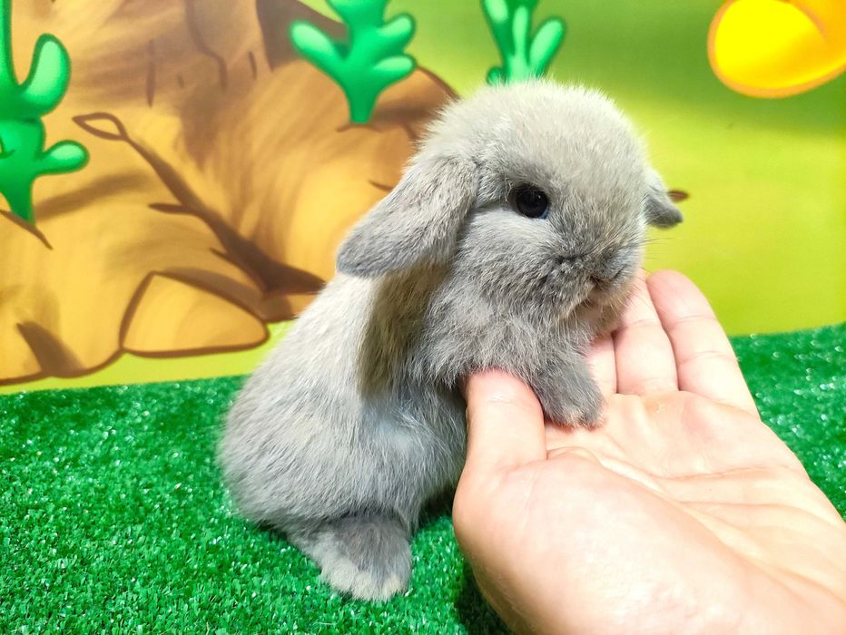 HODOWLA PIĘKNE Mini Lop Karzełek Rex królik miniaturka baranki teddy