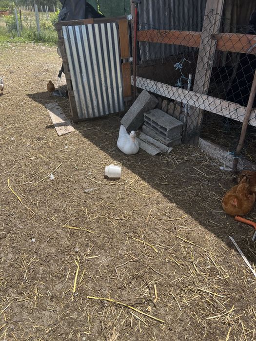 Tenho varios animais para mudar de pasto