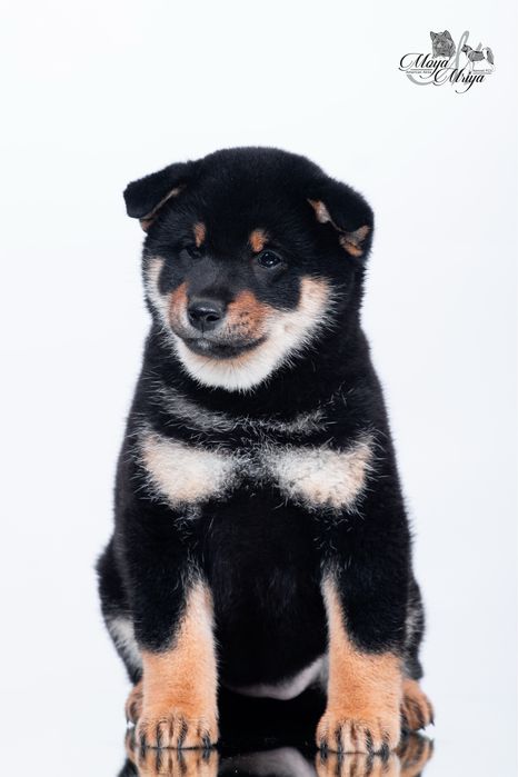 Шиба іну, дівчинка / шиба ину / сіба/ сиба/ shiba inu
