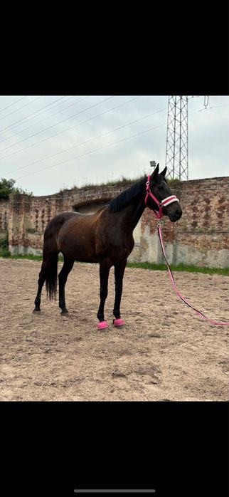 Ujeżdżeniowa klacz do współdzierżawy