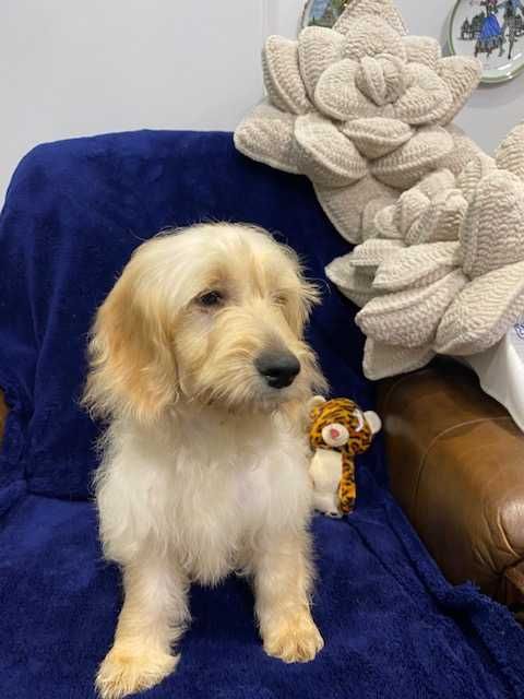 Sprzedam pięknego cockapoo