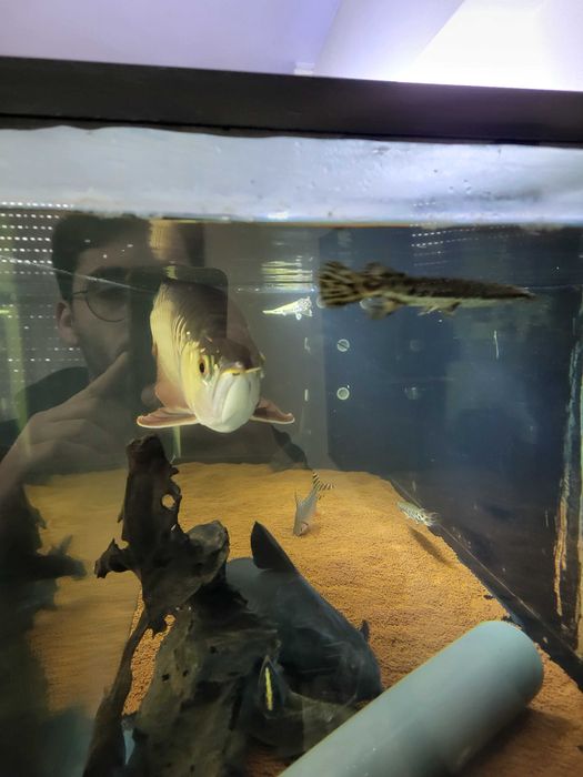 Arowana asitaca goden e outros