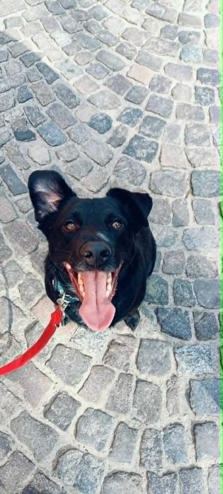 Fajny psiak do adopcji