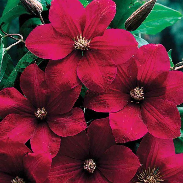 Powojnik Rouge Cardinal Clematis 'Rouge Cardinal'