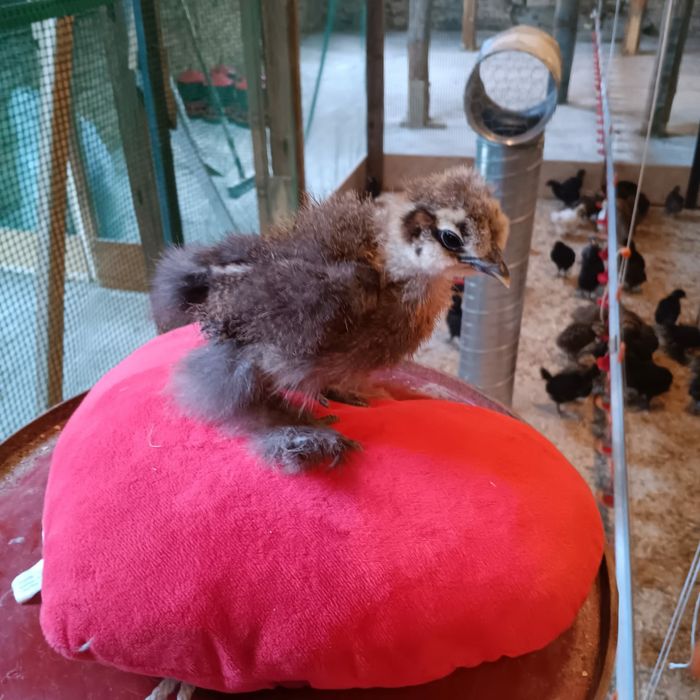 Silki naturalne ekologiczne kury silki jedwabiste USA silki