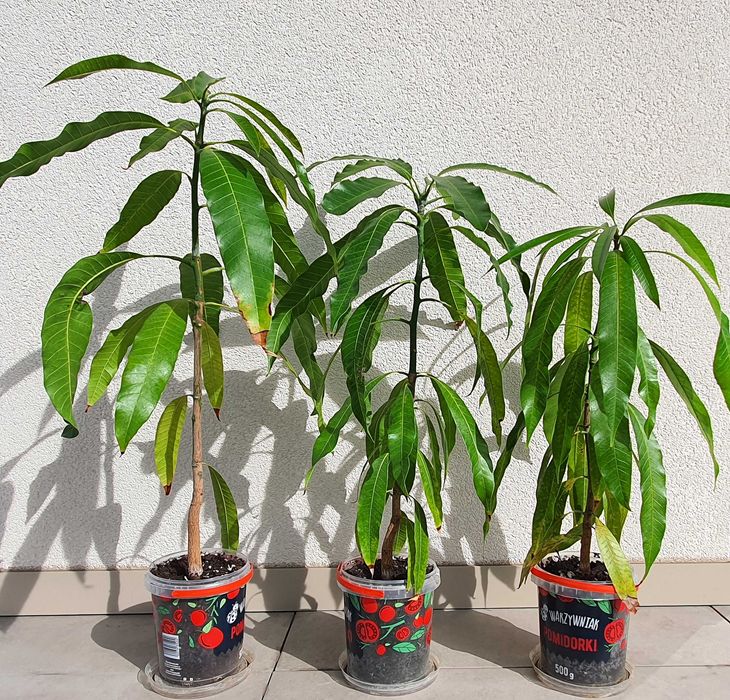 Drzewko mango 3,5-letnie z Wysp Kanaryjskich 47cm