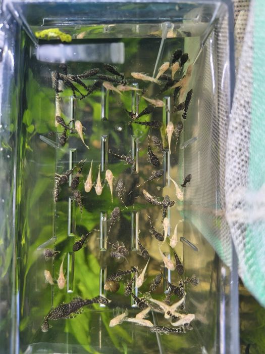 Białe-Albino glonojady, zbrojniki - młode około 1 cm.