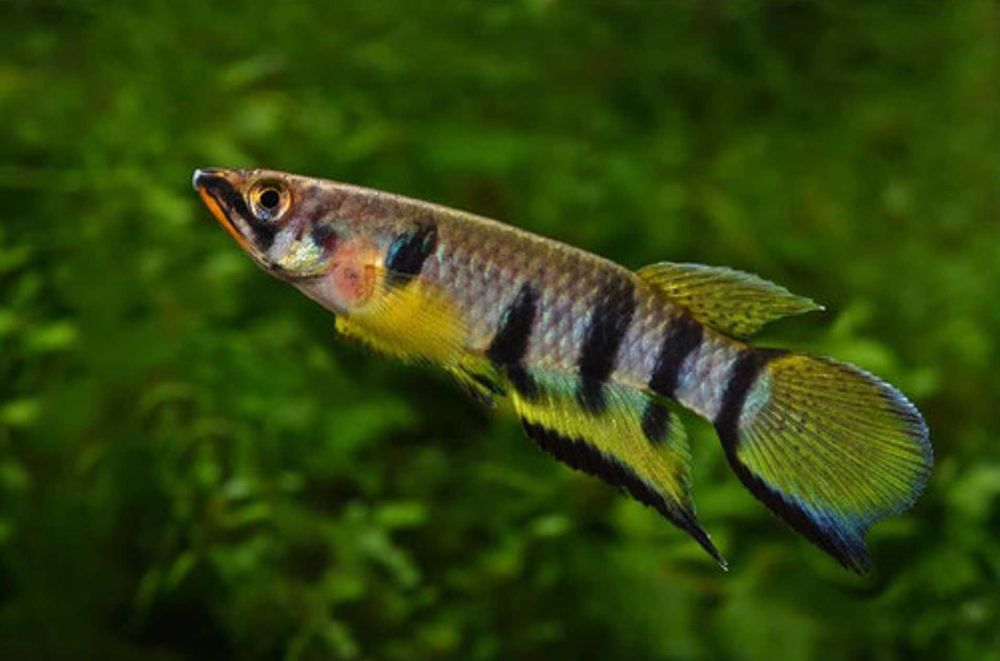 Szczupieńczyk Dageta - Epiplatys dageti - dowozimy, wysyłamy