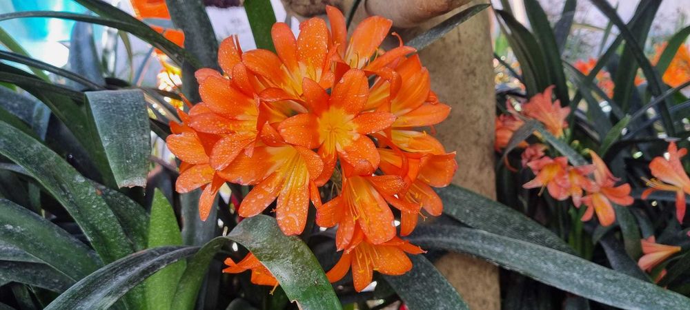 Clívia adulta grande em floração – vaso incluído