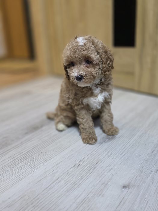 Maltipoo cudny piesio jak owieczka