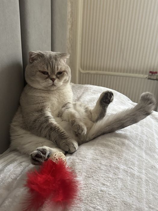 Вязка (кот). Серебристая шиншилла