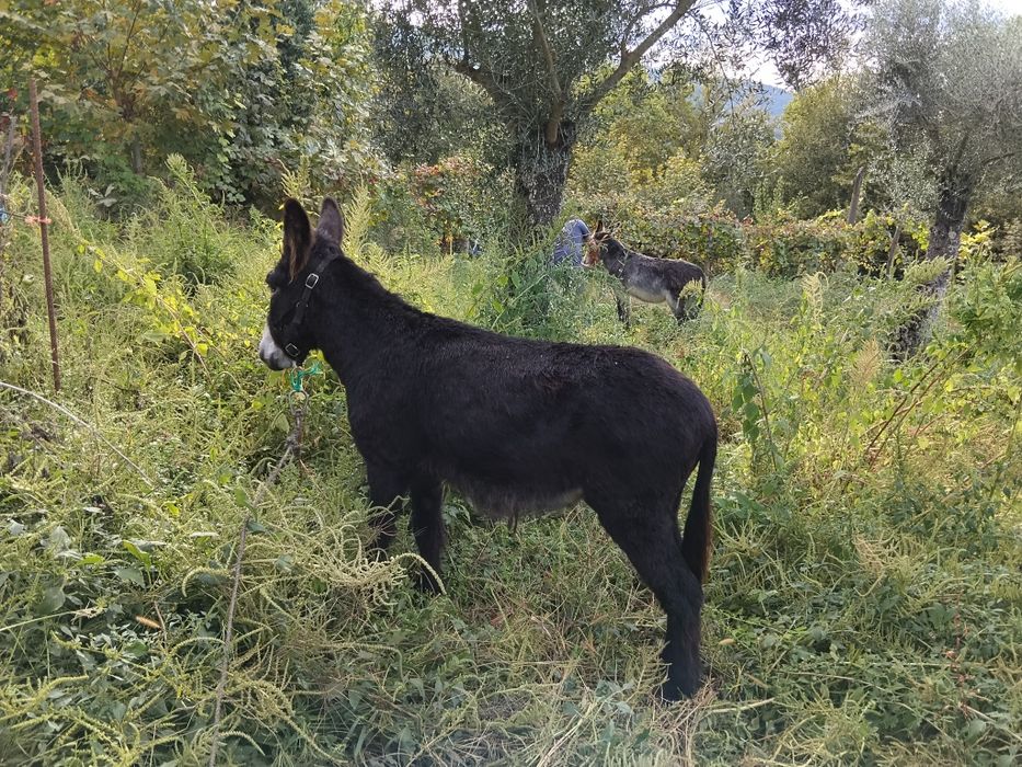 Vendo burro muito docil
