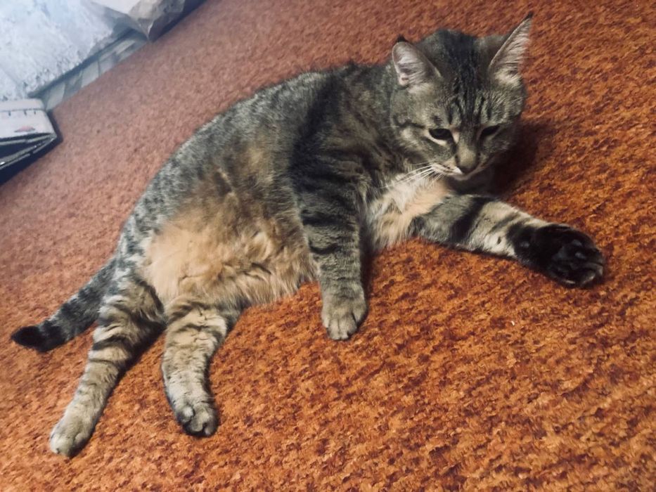 Отдам  бесплатно